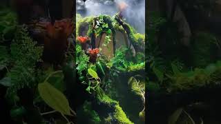 Reptile Mister Automatic Misting System for Amphibians Plants Tank Paludarium and Vivarium [upl. by Asilehs]