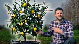 3 trucchi per COLTIVARE LIMONE in VASO e fare più di 4 CHILI all’anno [upl. by Marlo]