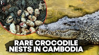 Cambodia Nests of Rare Siamese Crocodiles Found in Historic Breeding Event  FPNews [upl. by Blackmun580]