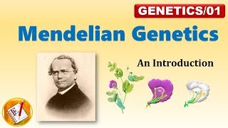 Mendelian Genetics P F1 and F2 Generation FLGenetics01 [upl. by Anerul]