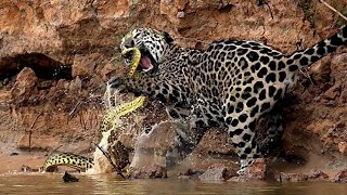 JAGUAR vs ANACONDA  ¿Quién Ganaría  EPIC VERSUS 🐆🆚️🐍 [upl. by Aynekat]