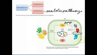 Catabolic and Anabolic Pathways [upl. by Pelligrini552]