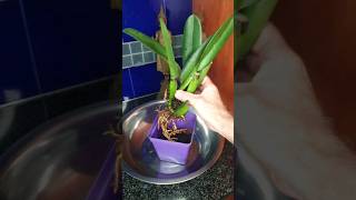 Orchid Care Repotting Cattleya YouTubeMadeForYou [upl. by Flosi796]