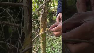 গুগোল গাছ। Commiphoramadagascariensis MadagascarcorkwoodBurseraceae গুগোলগাছbotany [upl. by Frazer]