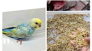 birdsviralvideo youtubebirdslover budiges [upl. by Agnesse217]