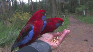 Parrots in Australia [upl. by Ymar963]