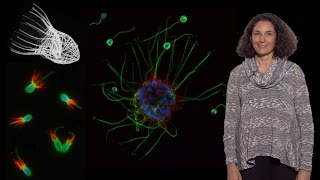 Nicole King UC Berkeley HHMI 1 The origin of animal multicellularity [upl. by Caton]