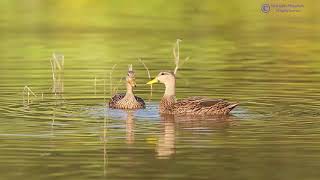 Mottled Duck [upl. by Yessak]