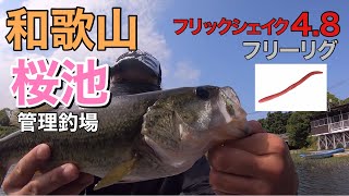 【和歌山バス釣り】桜池管理釣り場でバスフィッシング [upl. by Appel]