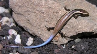 New Lizard Species Discovered in Caribbean [upl. by Seyah85]