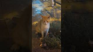 Gorgeous cat at night catshorts catlover cutecat istanbul travel [upl. by Odelia62]