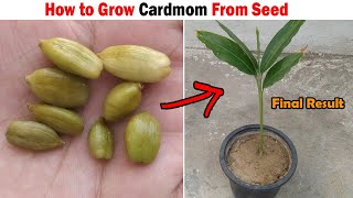 How to grow Cardamom Plant from Seed  GROW CARDAMOM PLANT FROM SEEDS WITH RESULT [upl. by Sufur67]