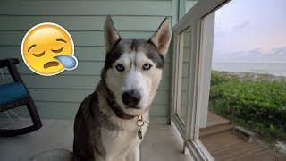 My Husky Doesnt Want To Leave The Beach House [upl. by Sido617]