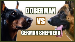 DOBERMAN VS GERMAN SHEPHERD [upl. by Yauq140]