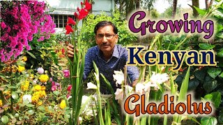 Grow Kenyan Gladiolus for Enormous Flowering [upl. by Aihsinat912]