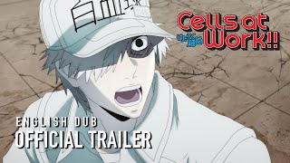 Cells at Work English Dub Trailer [upl. by Wivestad]