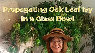 Oak Leaf Ivy  Beautiful Houseplant  Care amp Propagating  NonToxic to Pets  Rooted in Glass Bowl [upl. by Bertie]