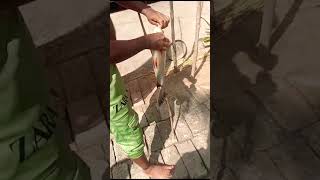 वह मर गया हैमछली फसगयाshorts viral video [upl. by Kcerred]