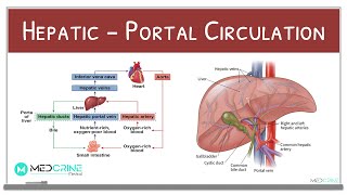 HepaticPortal Circulation Physiology Explained [upl. by Marilou471]