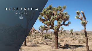 Yucca brevifolia  Joshua Tree [upl. by Notnert]