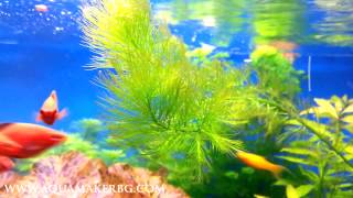 Myriophyllum elatinoides [upl. by Dias]