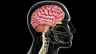 Physiology  CNS  Sensory  lecture 7  Pain Control Systems amp headache DrNagi  Arabic [upl. by Uzzi]