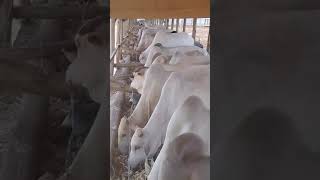 FEEDING BULLS AT KINNA FEEDLOT cow farming animals farm vlog bull goat agro agriculture [upl. by Nauj]