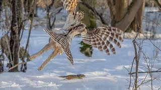 Barred Owl Hunting a Chipmunk  Epic Pursuit in Daylight Graphic [upl. by Niawtna871]