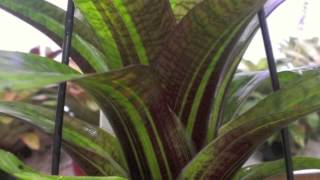 Bromeliad Buddies  Vriesea Love [upl. by Lane]