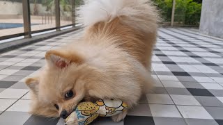 Adorable Pomeranian Spitz Puppys Playtime and Growling [upl. by Amir]