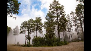 Mingus Mountain Arizona Exploring In the Pines In The Foggy Weather [upl. by Yojenitsirk]