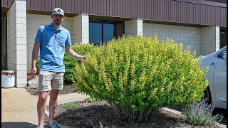 Baptisia might be the best landscape perennial and we need to talk about it more  Walters Gardens [upl. by Attiuqram]