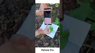 Nondestructive leaf area measurement with smartphone [upl. by Godfry]