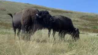 Montana buffalo mating season [upl. by Osana355]