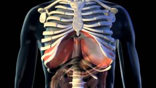 Diaphragm  3D Medical Animation  ABP © [upl. by Katherin326]