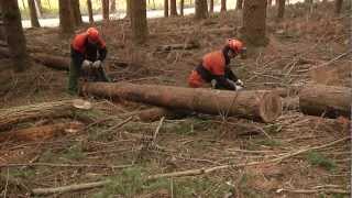 SICUREZZA e SALUTE nei CANTIERI FORESTALI video completo [upl. by Kus]