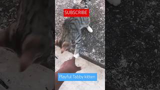 Playful Tabby kitten kittten funnymoments tabbycat [upl. by Guthrey817]