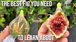 The Hivernenca Fig The Best Variety You Need to LEARN About [upl. by Cathey]