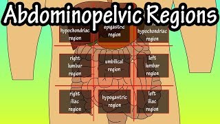 Abdominopelvic Quadrants And Regions  Abdominal Quadrants [upl. by Chastain]