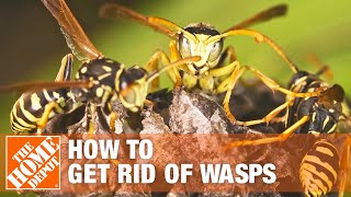 How to Get Rid of Wasps Around the House  The Home Depot [upl. by Ruscio]