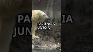 ¡Rey del Ártico el Oso Polar facebook instagram whatsappstatus whatsapp animals wildlife fun [upl. by Nnaynaffit923]