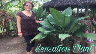 HOW TO PROPAGATE A SENSATION PLANT  ADELICIOUS HOME [upl. by Ardnuahc635]