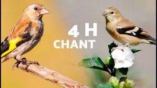 4 HEURES de CHANT de CHARDONNERET  Compilation de CHANTS dOISEAUX [upl. by Faletti]