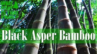 BLACK ASPER BAMBOO DENDROCALAMUS ASPER VAR HITAM Hard to Grow in California [upl. by Meikah]