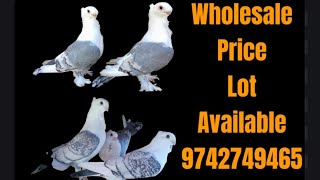 💥💥Satinette Pigeon  9742749465 💥💥 [upl. by Alleber273]