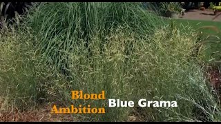 Blond Ambition Blue Grama [upl. by Polinski372]