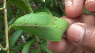 Medicinal Plants Documentary VIDANGA Embelia ribes [upl. by Clarisse266]