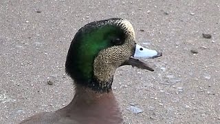 American Wigeon Call Anas americana [upl. by Aikym]