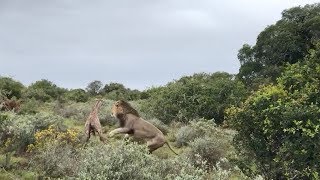 Baby Giraffe Attacked By Lions After Taking First Steps [upl. by Eileek]