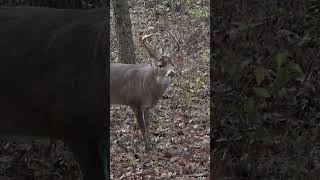 🏹 🦌 What is the Craziest Deer youve ever shot [upl. by Jonis]